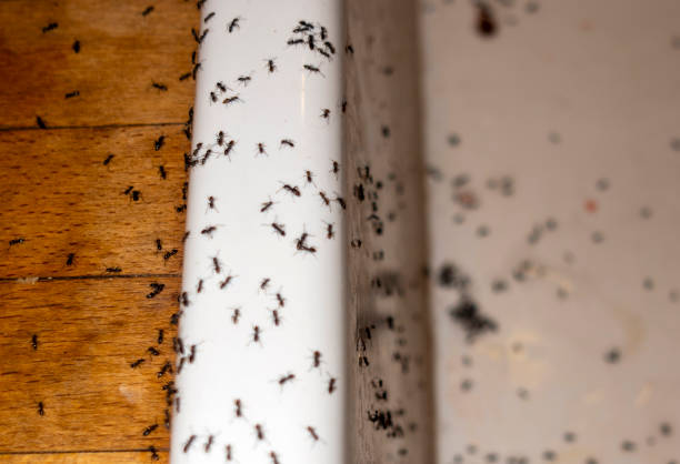 Best Termite Control Services  in Inglewood, CA